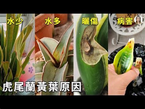 虎尾蘭葉子變黃|虎尾蘭葉片變黃怎麼辦？